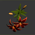 Red Lily With Two Blooming Flowers Two Buds Green Stem And Leaves On Gray Background