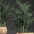 Garden Decor With Green Plants In Woven Pots For Home Garden Natural Accent