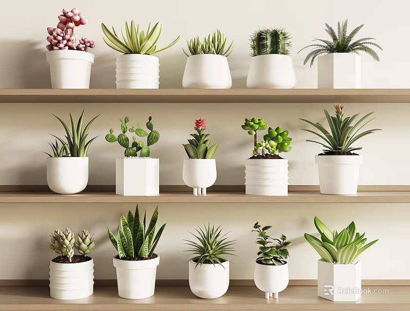 Various Types of Bonsai Potted Plants in White Pots on Wooden Shelves 3d model 
