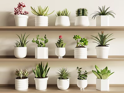 Various Types of Bonsai Potted Plants in White Pots on Wooden Shelves 3d model