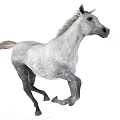 White Horse Running Dynamically With Flowing Mane And Strong Muscular Body