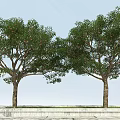 Two Tall Green Leafy Trees With Fruits And Brown Trunks In Outdoor Scene