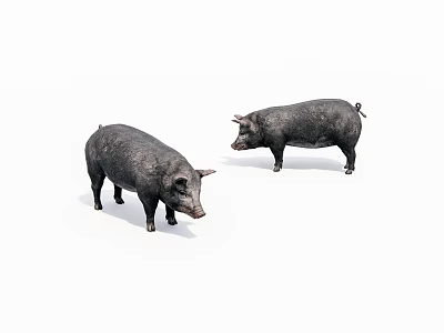Two Black Pigs Standing On White Background In Natural Pose 3d model