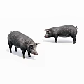 Two Black Pigs Standing On White Background In Natural Pose 3d model