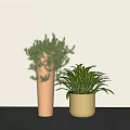 Modern Bonsai Potted Plants In Copper And Golden Pots With Lush Green Foliage