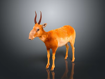 Orange Antelope With Curved Horns Standing On Dark Surface Showing Reflection 3d model