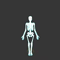 Golden Human Skeleton Figure Standing on Black Background