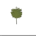 Lush Green Arbor Tree With Rounded Canopy And Slender Brown Trunk 3d model