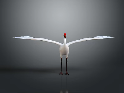 White Crane With Red Crown Spreading Wings Standing on Smooth Ground Against Gray Background 3d model