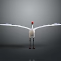 White Crane With Red Crown Spreading Wings Standing on Smooth Ground Against Gray Background 3d model