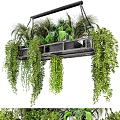 Indoor Hanging Basket With Lush Trailing Green Plants And Foliage Decor