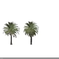 Two Tall Palm Trees With Lush Green Fronds And Straight Brown Trunks