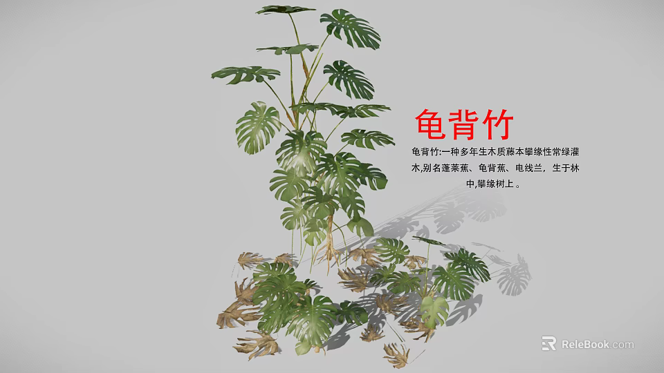 Indoor Monstera Plant with Large Split and Perforated Leaves and Lush Green Foliage 3d model 