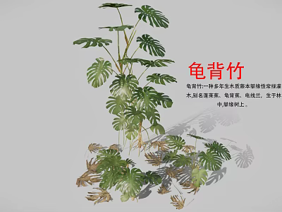 Indoor Monstera Plant with Large Split and Perforated Leaves and Lush Green Foliage 3d model