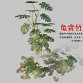 Indoor Monstera Plant with Large Split and Perforated Leaves and Lush Green Foliage