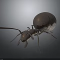 Detailed 3D Rendered Ant With Large Round Abdomen On Smooth Dark Surface With Reflection