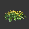 Vibrant Yellow Flowers With Lush Green Leaves In Natural Blooming Plant Cluster