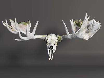 Decorative Animal Skull Wall Decor With Large Antlers And Green Plants 3d model
