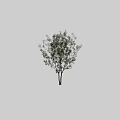 Tall Arbor With Lush Green Leaves And Slender Trunk Near Human Figure Silhouette