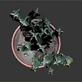 Potted Green Thorny Cactus Plant in Red Ceramic Pot for Indoor Decor