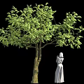 Green Leafy Tree With Forked Trunk And White Dress Female Statue On Black Background