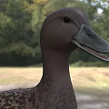 Brown Duck As Flying Animal Standing On Green Grass Field With Orange Webbed Feet