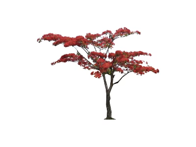 Lush Arbor With Vibrant Red Leaves Slender Trunk And Spreading Branches 3d model