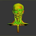 3D Human Head and Neck Muscle Anatomy Model Showing Detailed Anatomical Structure