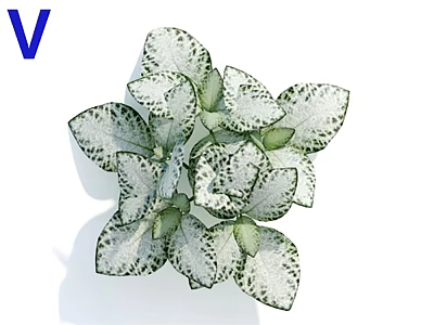 Indoor Green and White Spotted Foliage Plant with Decorative Multiple Leaves Arrangement 3d model