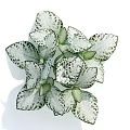 Indoor Green and White Spotted Foliage Plant with Decorative Multiple Leaves Arrangement
