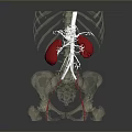 3D Anatomical Medical Device with Transparent Skeleton Structure Kidneys and Blood Vessels for Education