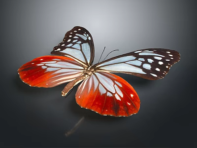 Vibrant Red and Blue Butterfly with White Wings and Black Spots on Dark Background 3d model
