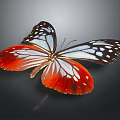 Vibrant Red and Blue Butterfly with White Wings and Black Spots on Dark Background