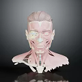 Human Head Anatomical 3D Model Showing Facial Organs Hair And Muscle Layers