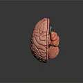 Detailed 3D Human Brain Anatomy Model With Cerebral Cortex And Neural Structures
