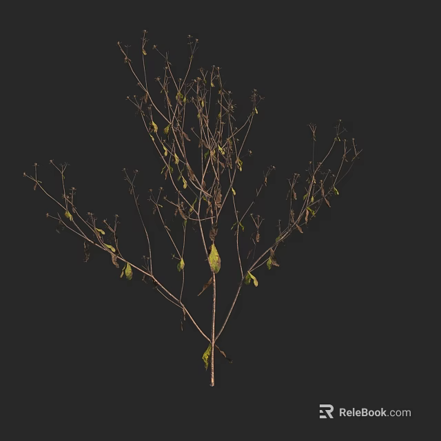 Tree with Green Leaves Standing Against Black Background with Sparse Foliage 3d model