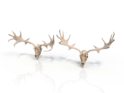 Two Decorative Deer Skull Mounts With Large Antlers On White Background 3d model