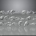 White Outlined Animal Skull Specimens Arranged Neatly in Display Rows on Dark Background