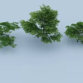 Lush Green Trees With Different Sizes And Dense Foliage Arranged On Flat Surface 3d model