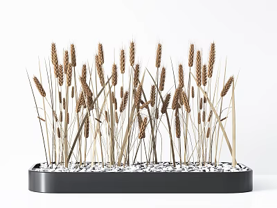 Bonsai Plant With Wheat Ears In Black Rectangular Container And White Pebbles 3d model