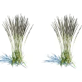 Two Clusters Of Green Grasses With Dark Spiky Tops And Blue Base Accents