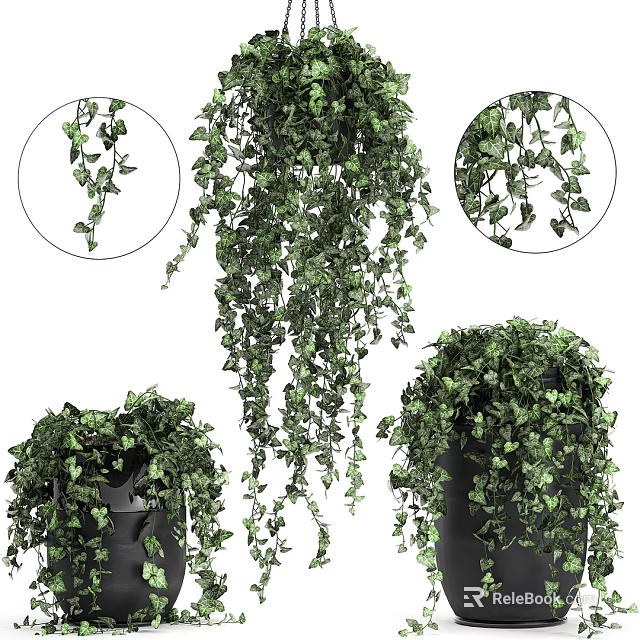 Lush Green Hanging Basket Plants with Cascading Vines for Home Decor 3d model 