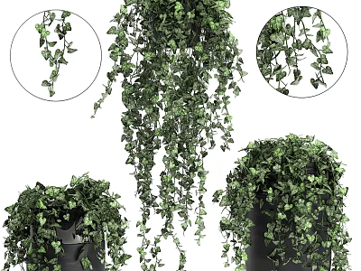 Lush Green Hanging Basket Plants with Cascading Vines for Home Decor 3d model