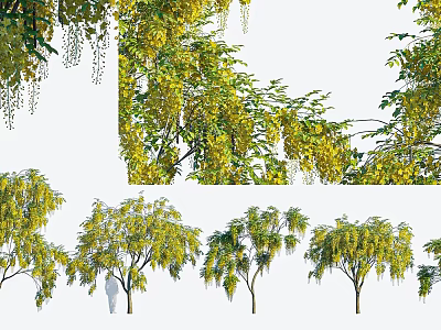 Yellow Weeping Trees With Drooping Branches And Lush Foliage In Garden 3d model