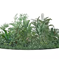Lush Tropical Greenery Diverse Plant Collection Dense Foliage
