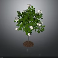Green Leaf Plant With White Flowers And Root In Soil On Dark Background