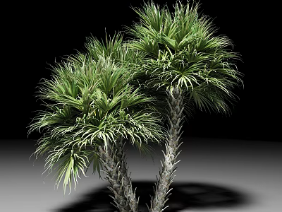 Two Palm Trees With Lush Green Fronds And Textured Trunks Against Neutral Background 3d model