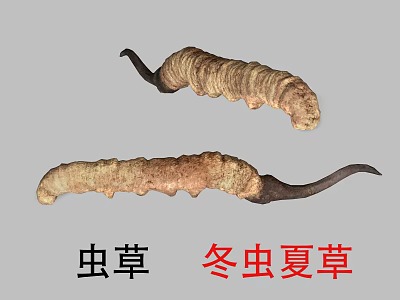 Bat Moth Larva Infected with Cordyceps Sinensis Fungus Natural Habitat 3d model