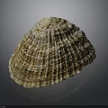Natural Seashell With Ribbed Surface And Brown White Color Pattern