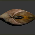 Natural Clam Shell Featuring Pink Orange Hues And Detailed Surface Texture